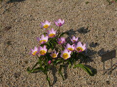 Tulipa saxatilis
