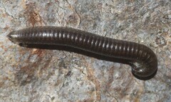 Ommatoiulus moreleti