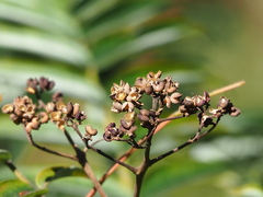 Zanthoxylum ailanthoides