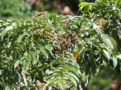 Zanthoxylum ailanthoides