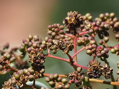Zanthoxylum ailanthoides