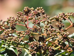 Zanthoxylum ailanthoides