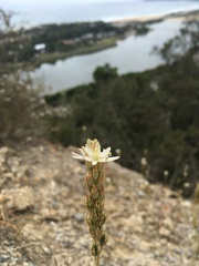 Ornithogalum juncifolium