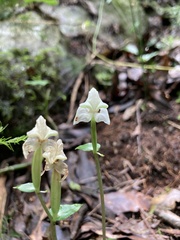 Disperis lindleyana