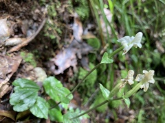 Disperis lindleyana