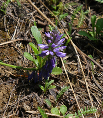 Polygala hybrida