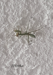 Stagmatoptera hyaloptera