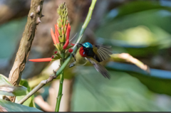 Aethopyga christinae