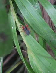 Trachelopachys