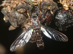 Daptolestes