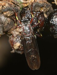Daptolestes