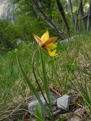 Tulipa sylvestris australis