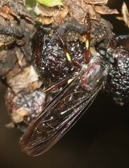 Daptolestes