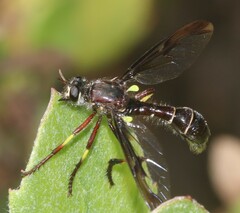 Daptolestes