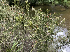 Passerina montana