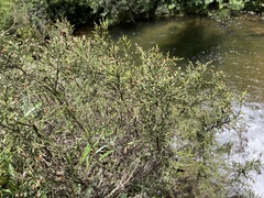 Passerina montana