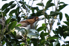 Hemixos castanonotus