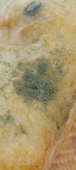 Penicillium