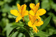 Alstroemeria aurea
