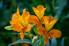 Alstroemeria aurea