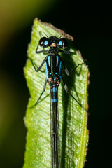 Cyanallagma interruptum