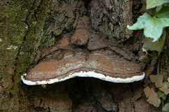 Ganoderma australe