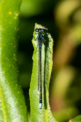 Cyanallagma interruptum