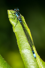 Cyanallagma interruptum