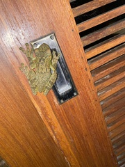 Itapotihyla langsdorffii