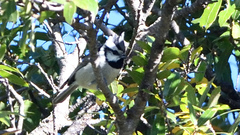 Baeolophus wollweberi