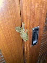 Itapotihyla langsdorffii