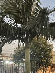 Archontophoenix