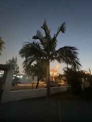 Archontophoenix