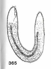 Conchostoma longissimum