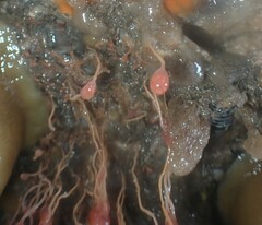 Ectopleura marina