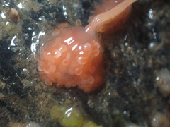 Ectopleura marina