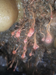 Ectopleura marina