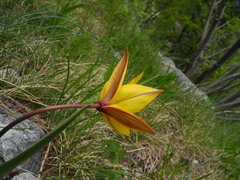 Tulipa sylvestris australis