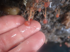 Ectopleura marina