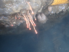 Ectopleura marina