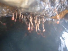 Ectopleura marina