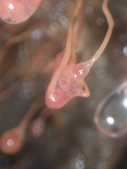 Ectopleura marina