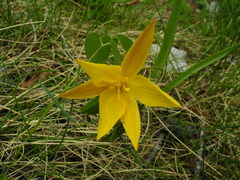 Tulipa sylvestris australis