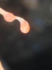 Ectopleura marina