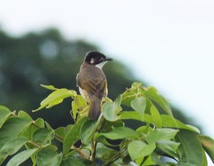 Pycnonotus sinensis hainanus