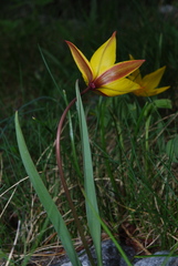 Tulipa sylvestris australis