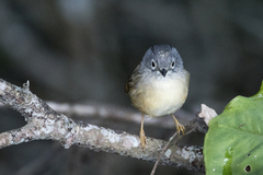 Grey-Cheeked Fulvetta photo 2