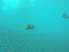 Holacanthus passer