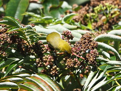 Zosterops simplex simplex