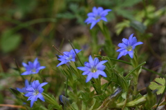 Gentiana karelinii
